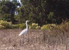 GREAT EGRET
